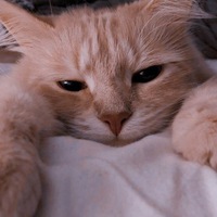 Аня Лёвкина | Кулебаки