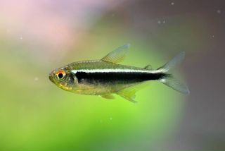 неон тетра рыбка. тетра черный неон. неон тетра рыбка. неоны черные аквариумные. тетра хасемания.