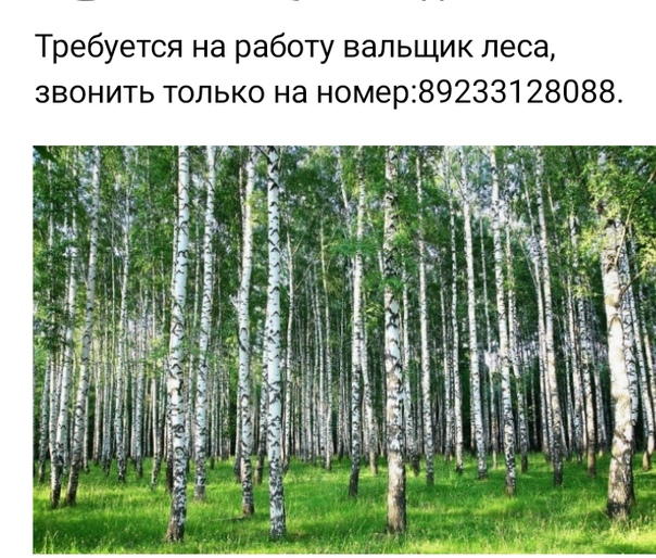 Картинка берёза символ россии