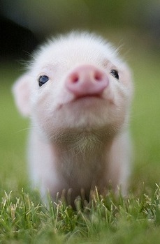 №73, Яна Криволуцкая, Кемерово №73, Яна Криволуцкая, Кемерово