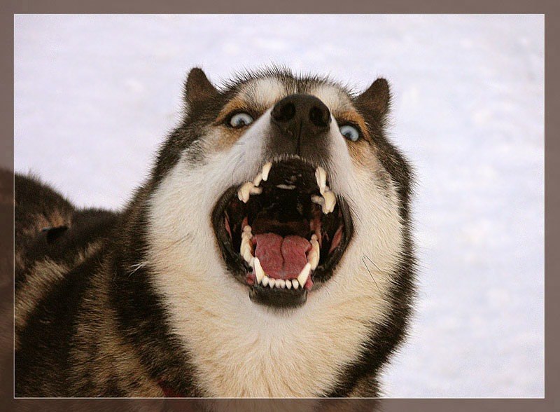 Серёга Дубков Volk | Нижний Новгород