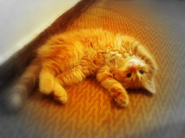 №11, Руслана Статюха, Киев №11, Руслана Статюха, Киев