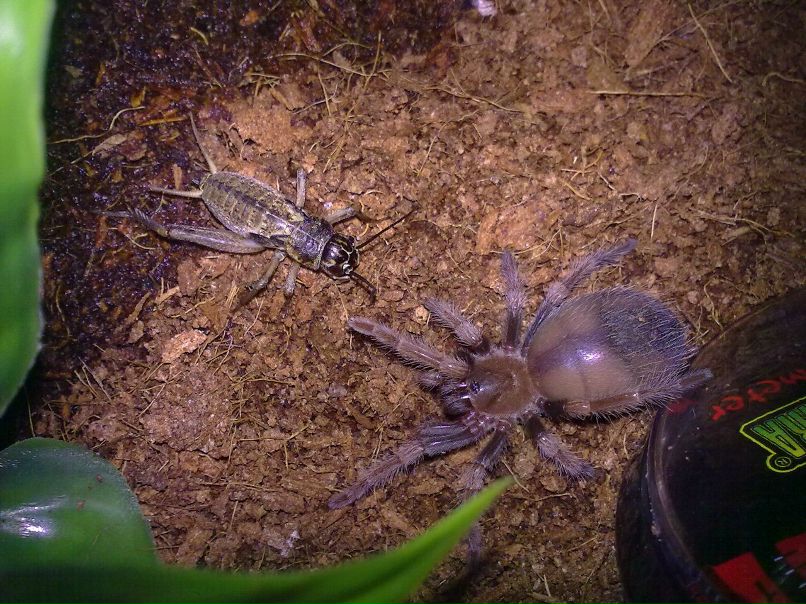 Руслан Градов HardCore | Харьков