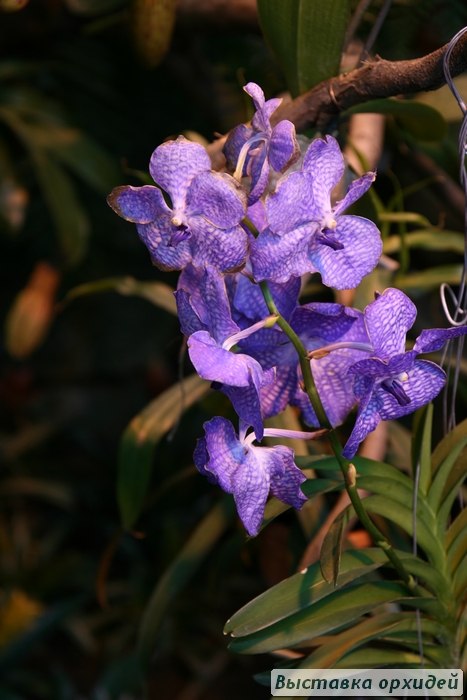 Тина Тина | Москва