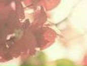 Вера Пырина | Москва