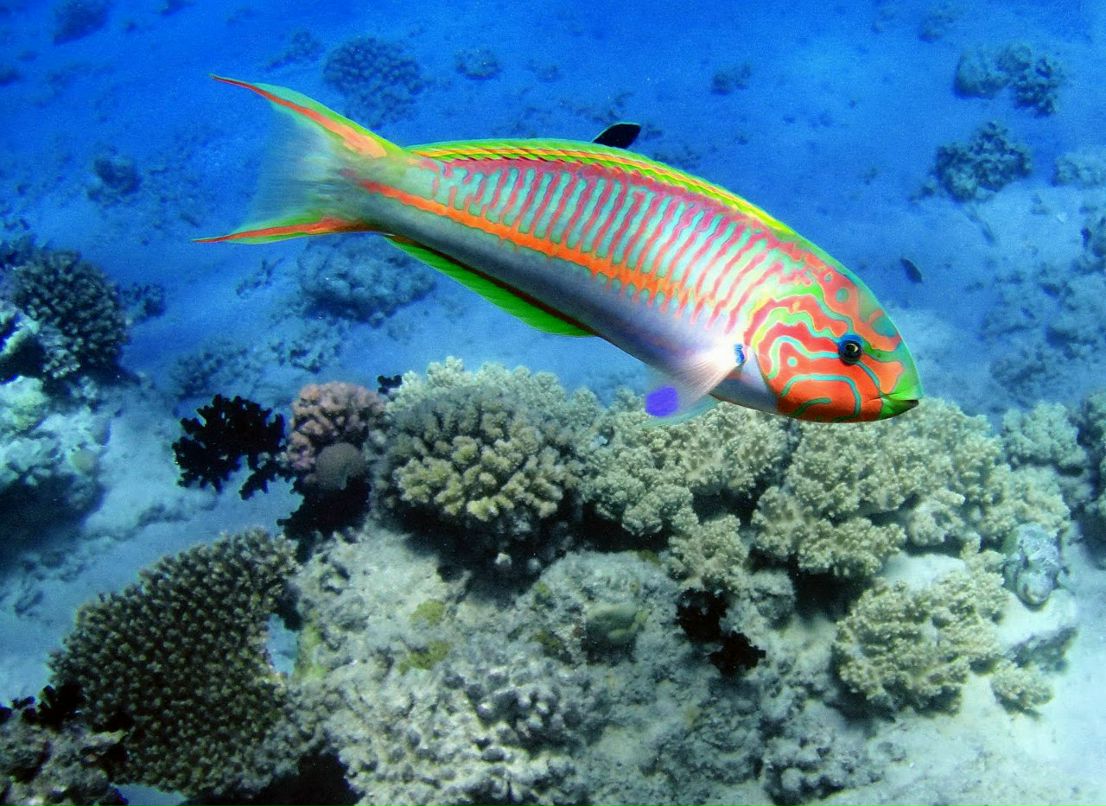 Александр Кирпичёнок | Санкт-Петербург