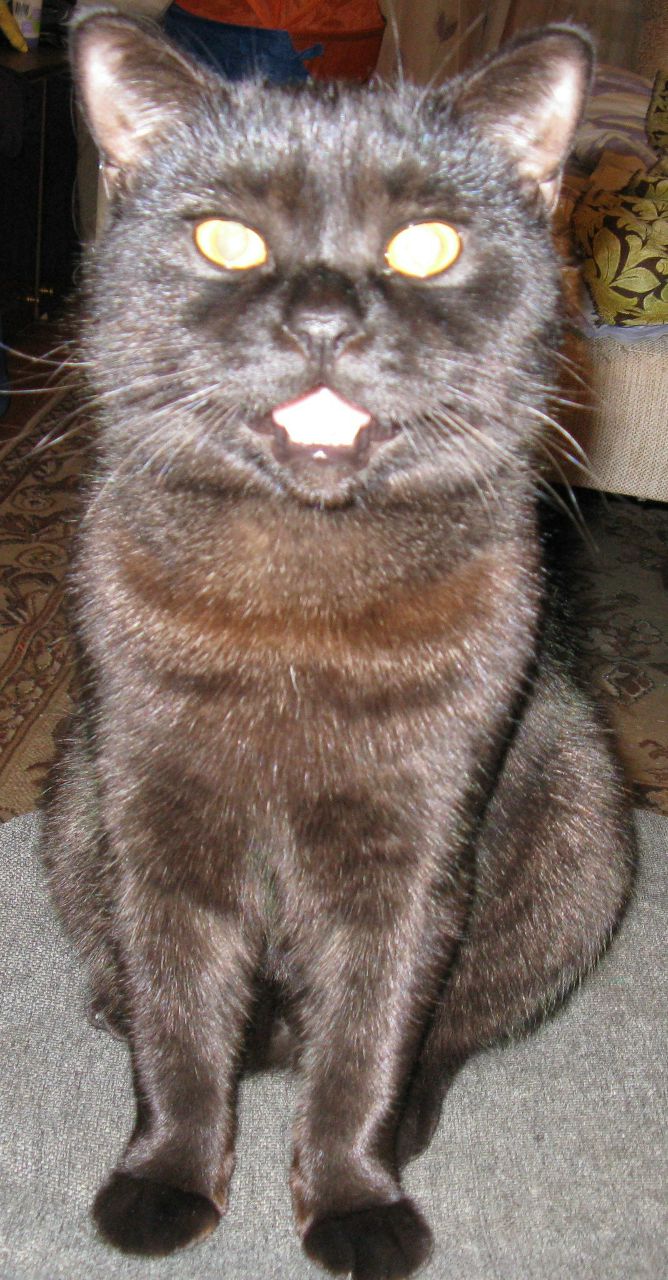 Антон Караваев | Брянск