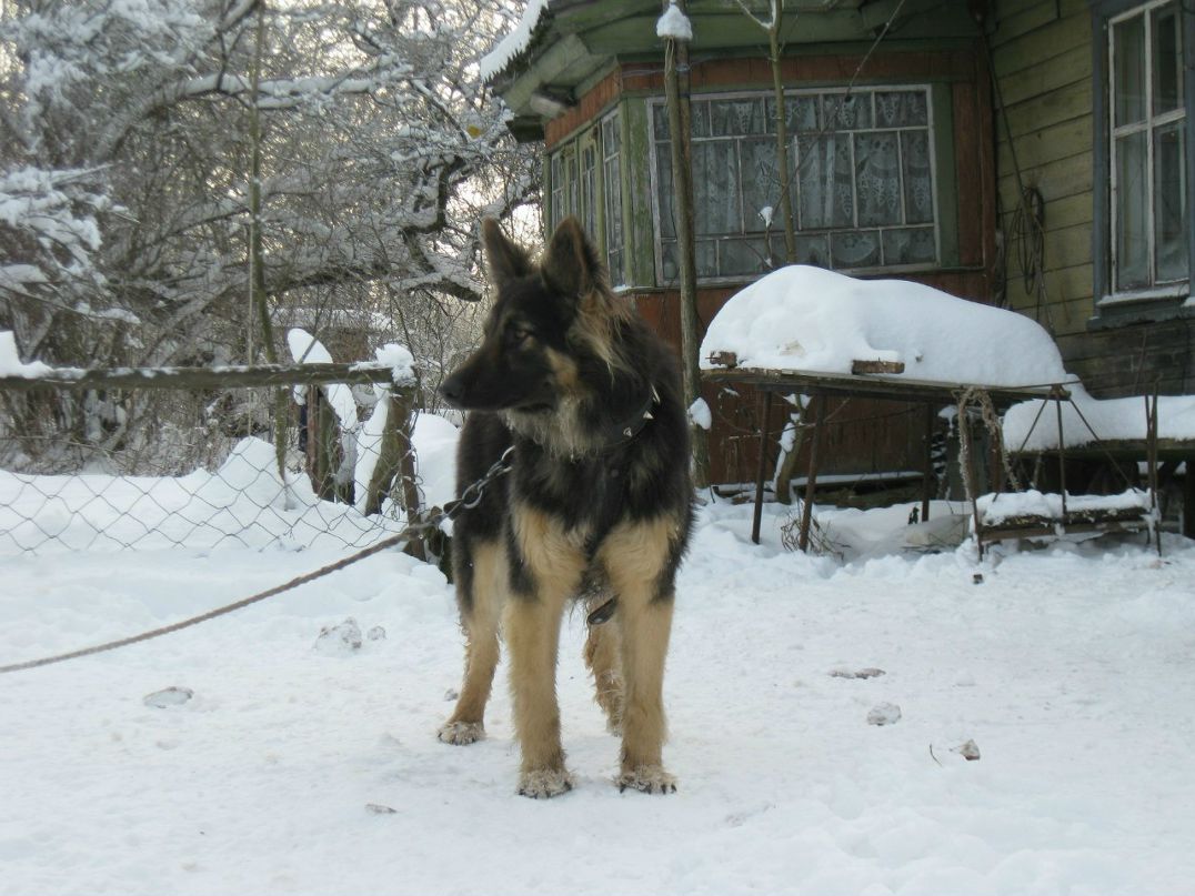 Станислав Петкевич | Минск