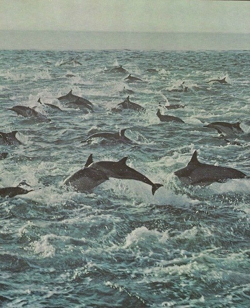 Артур Шахназаров | Киев