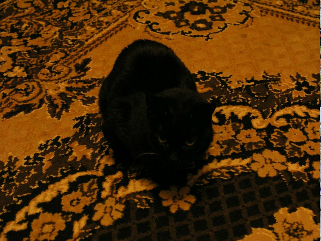 Света Сазонова Koshmarik | Дубна