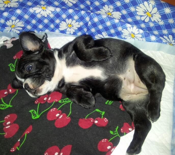 Антон Громов | Санкт-Петербург