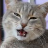 Mr.Кошак