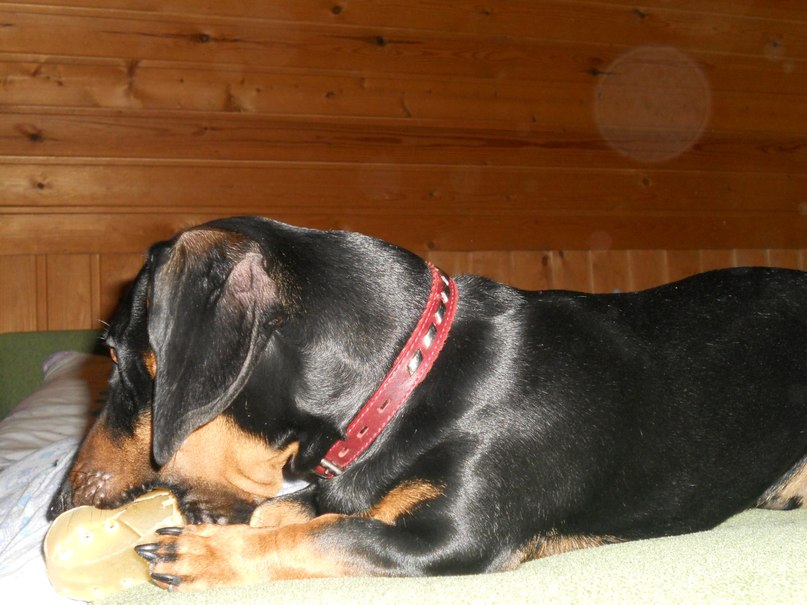 Софья Романовская | Санкт-Петербург