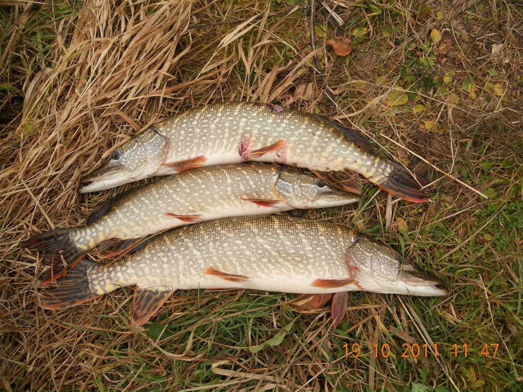 Александр Орлов | Пелевина