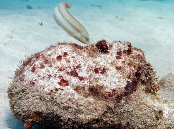 Никита Элхон | Санкт-Петербург