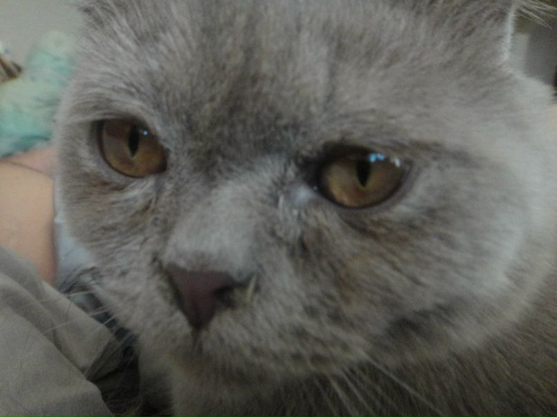 Елена Согомонова | Ростов-на-Дону