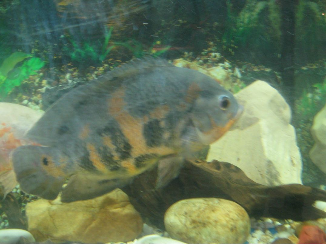 Ирина Салмина | Чебоксары