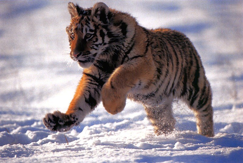 Альберт Анисимов Omm-_- | Москва