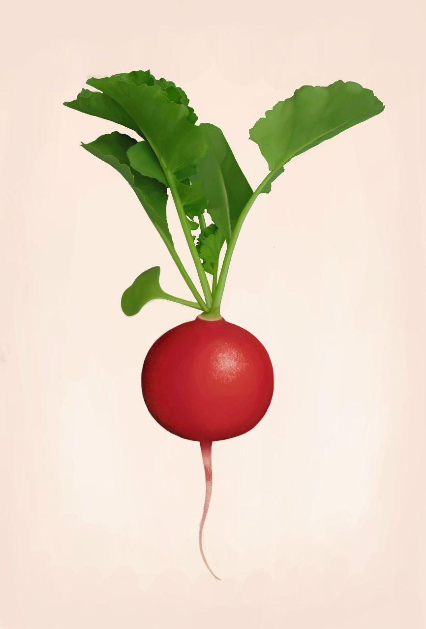 Редиска Кэт | Казань