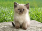 №30 Екатерина Петрова : профиль, фото, статус - ВКонтакте