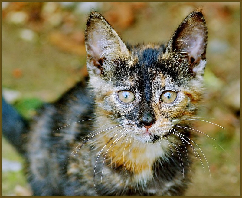 Sveta Zhivotvoreva | Ижевск