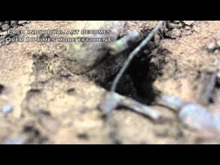 Ants COLLABORATIVELY CARRYING A CATERPILLAR - Smarter Every Day 81