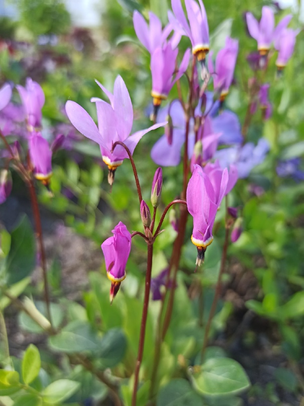 Елена Ковалевская | Луга