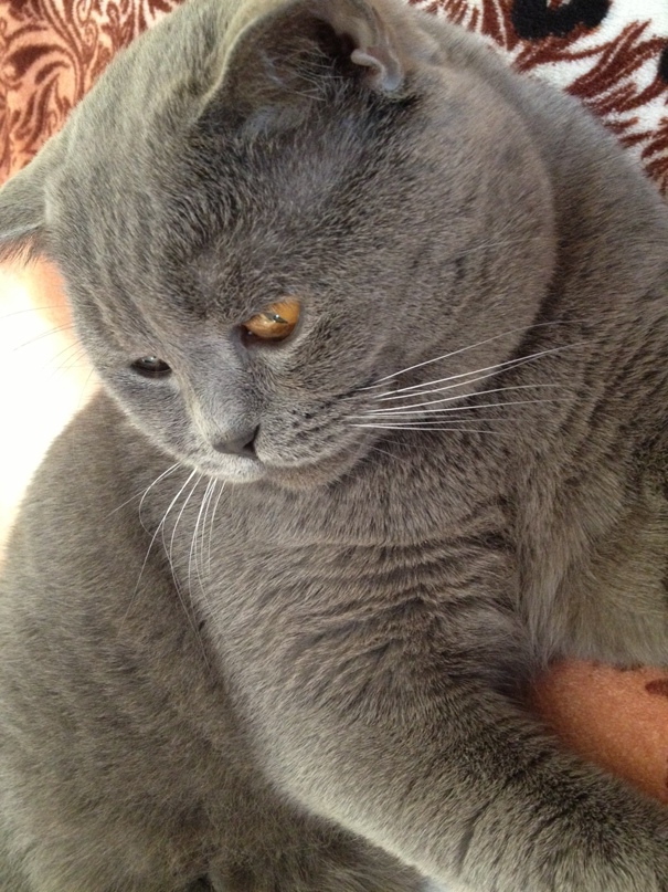 Ольга Копцева | Тула