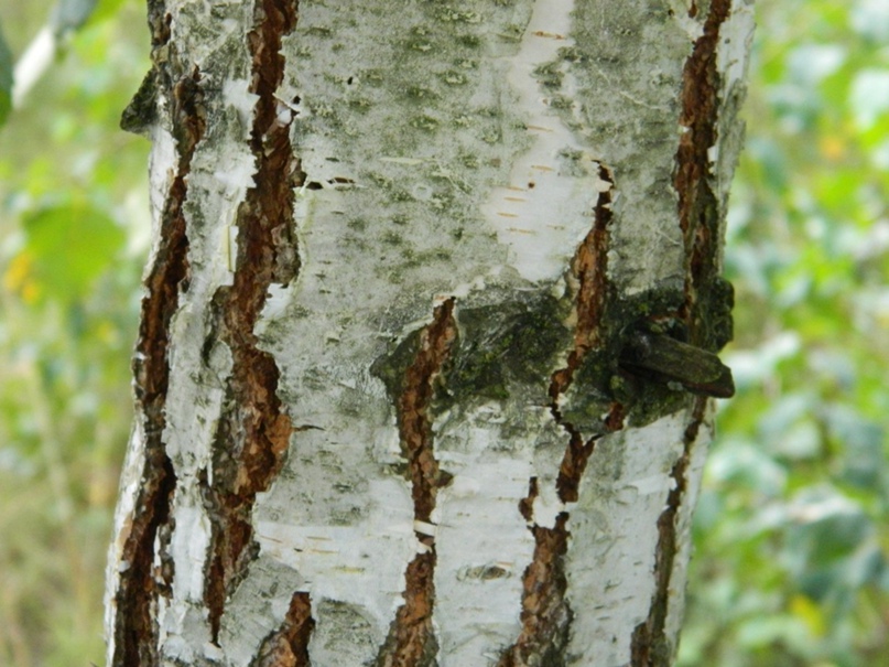 Галина Фирсова | Брянск