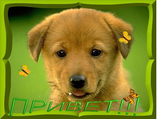 Олег Кравченко | Зубани