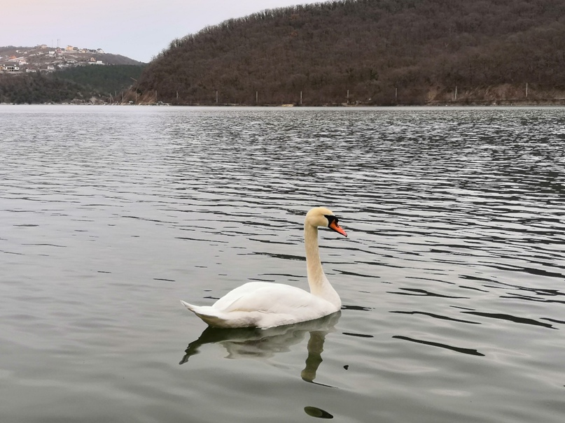 Николай Калюжный | Краснодар