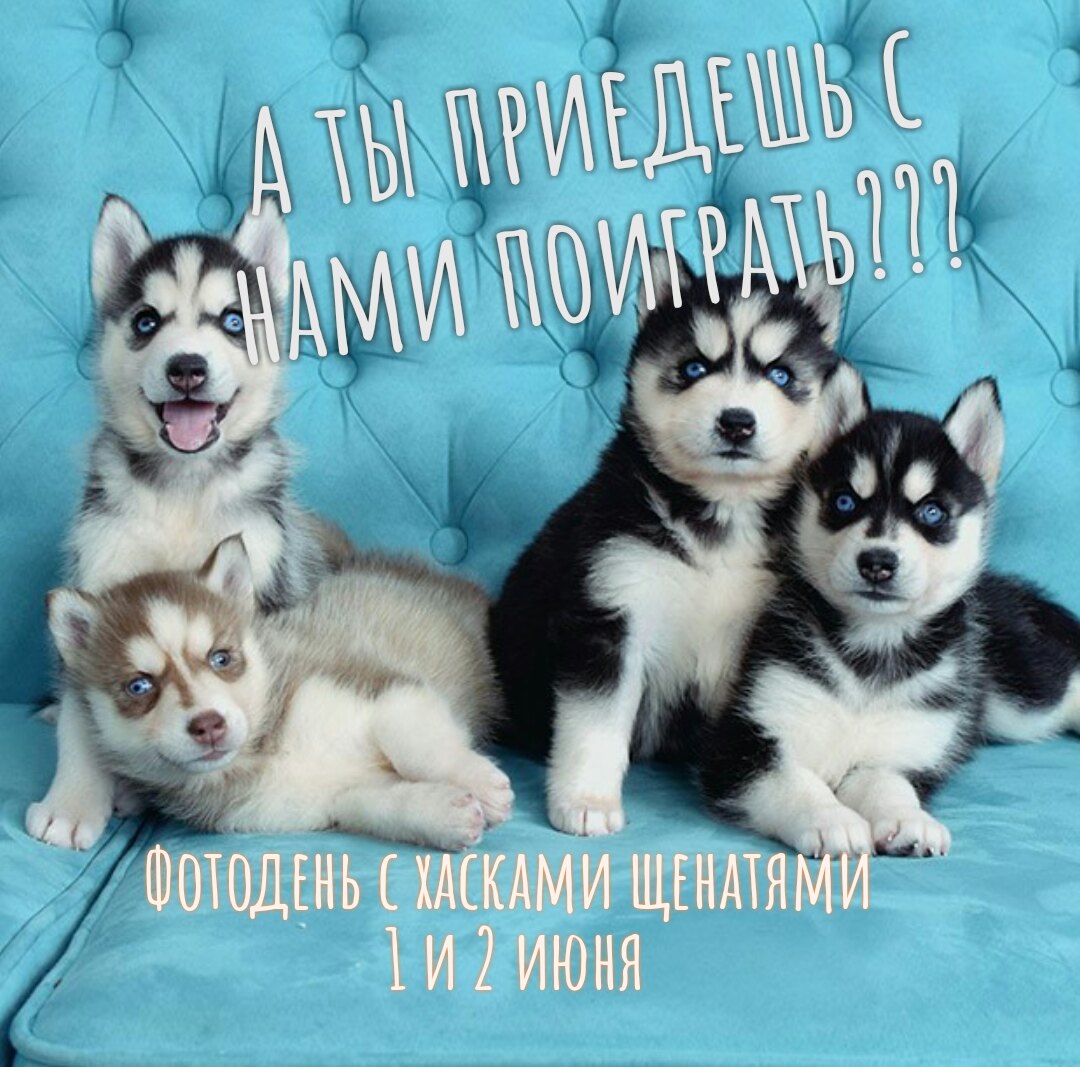 лайки санкт петербург