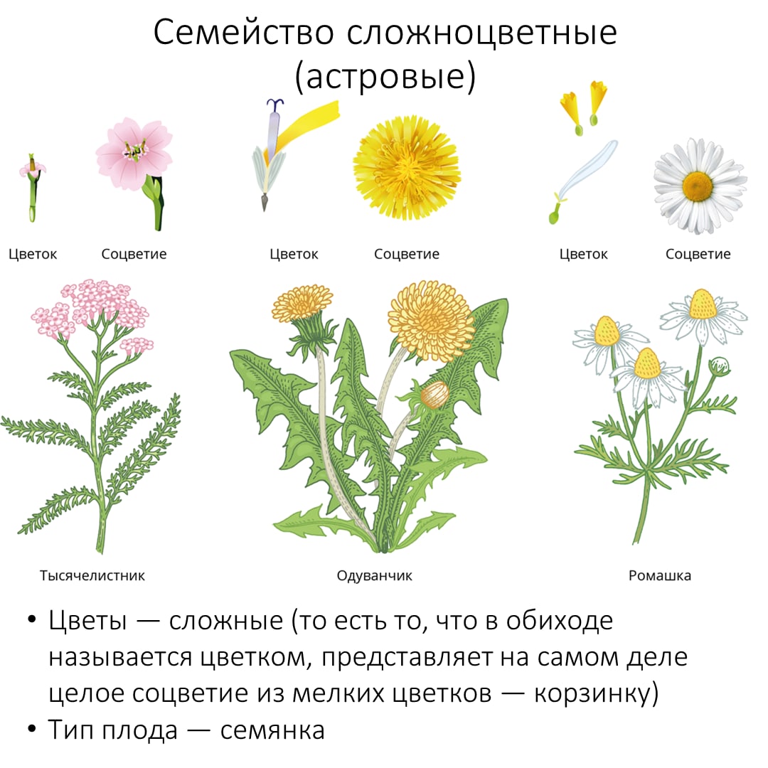 Сложноцветные соцветие корзинка