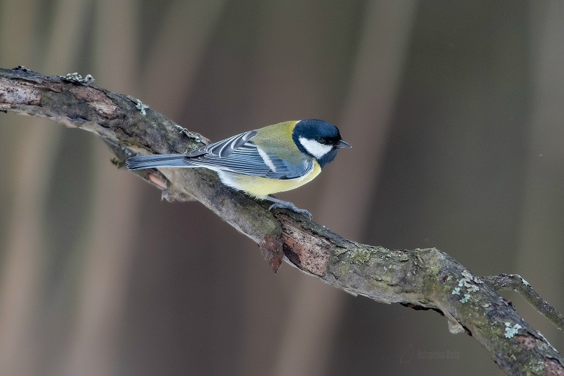 Дарья Остапенко | Санкт-Петербург
