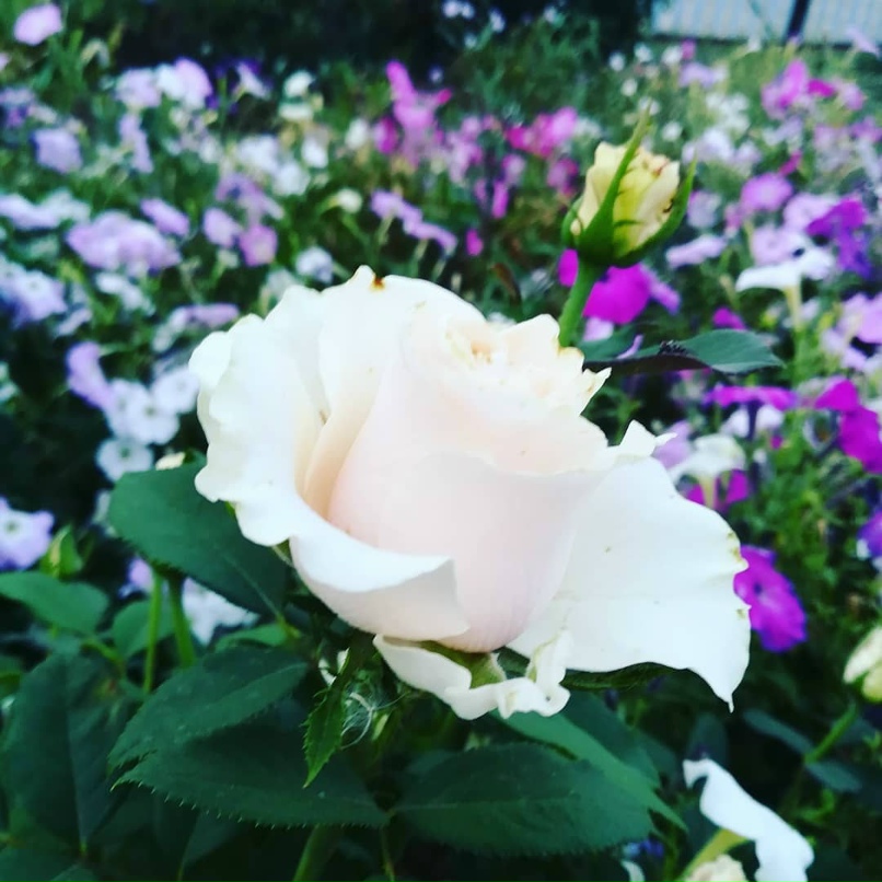 Мария Пенькова |