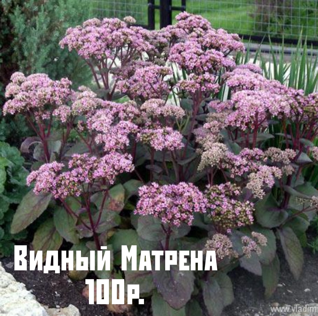 Седум Видный Матрона