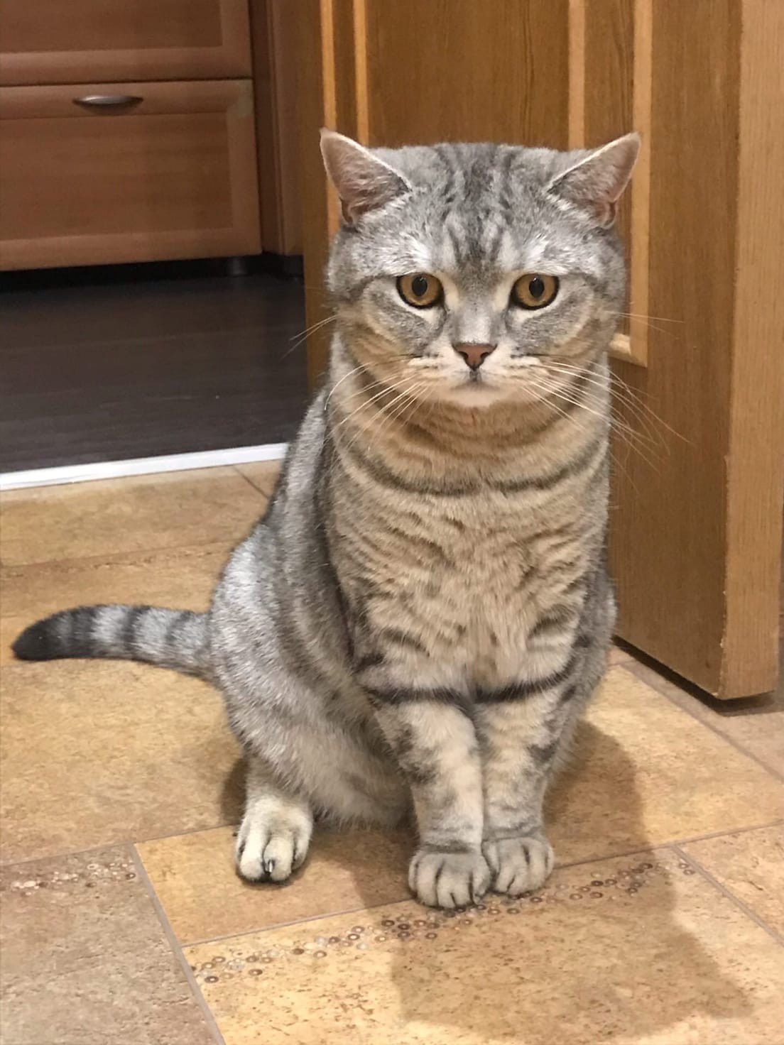 Кот фёдор британец