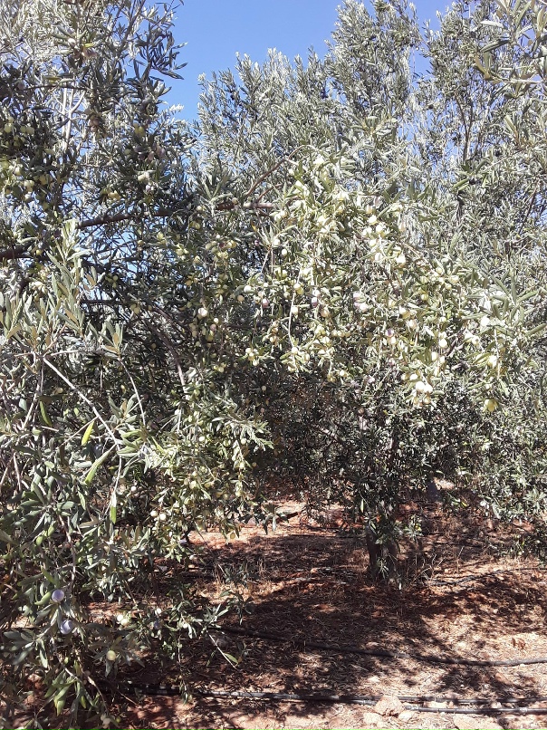 Ирина Нестерова | Санкт-Петербург