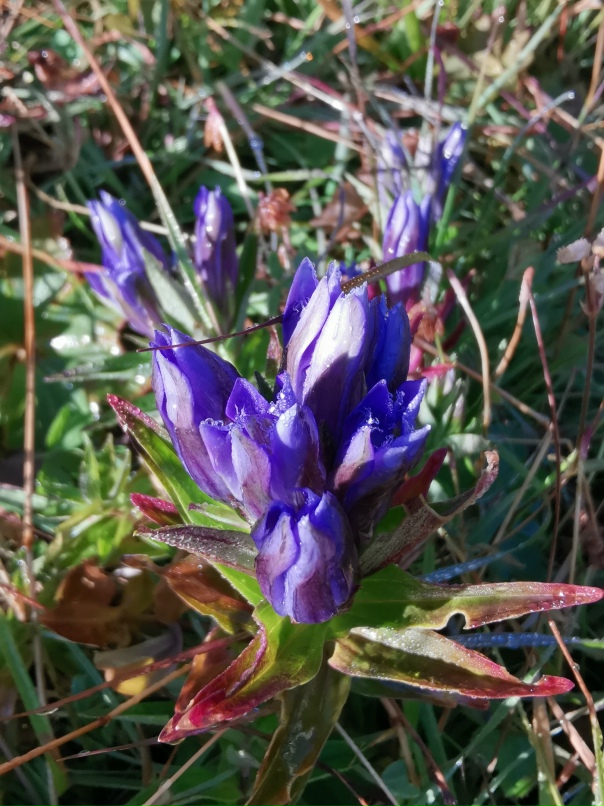 Ирина Аксарина | Санкт-Петербург