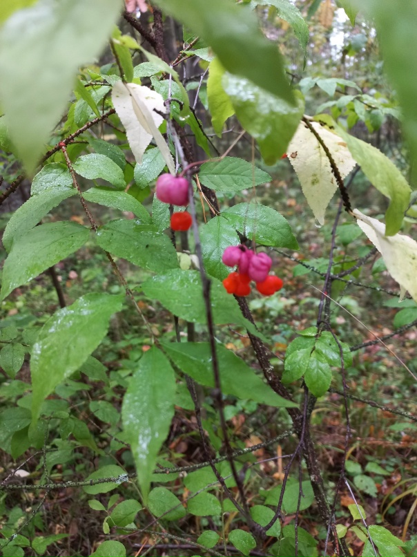 Елена Цуканова | Пижма