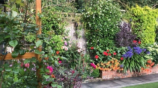End of August small garden update29/8/2024