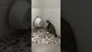 Funny cute animals/Part 63 #cat #funny #pets #funnycats