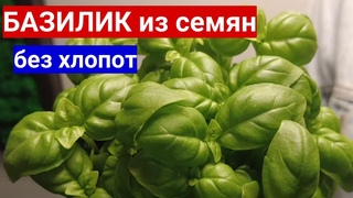 БАЗИЛИК  В ГОРШКЕ ЗИМОЙ НЕ ХУЖЕ ЧЕМ С ГРЯДКИ. Как вырастить базилик в квартире