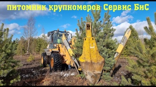 Питомник крупномерных деревьев Сервис БиС