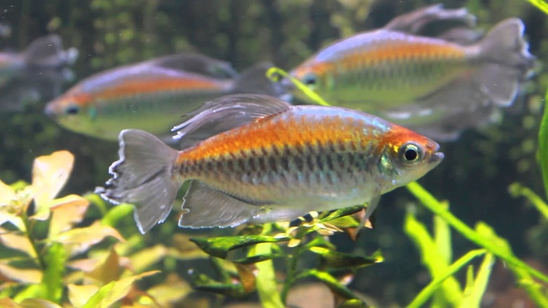 The Majestic Congo Tetra Phenacogrammus