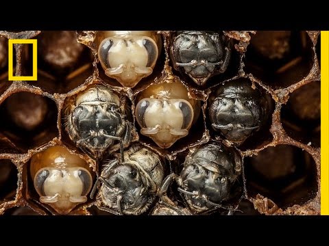 Amazing Time Lapse: Bees Hatch Before Your Eyes, National