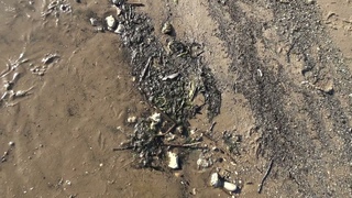 На берегу Волги много мертвой рыбы Ужас Вода все зеленеет  Пляж городской Козловка 29 08 2021