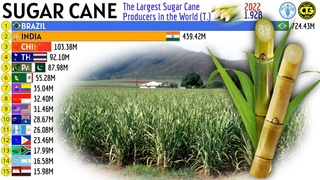 The Largest SUGAR CANE Producers in the World