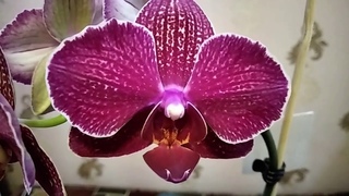 Орхидея фаленопсис I-Hsin Cherry Boom (Вишневый Бум). Домашнее цветение.
