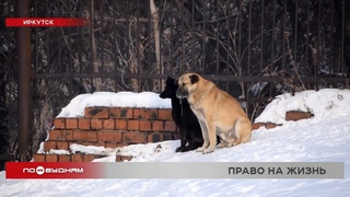 Подписи против введения в Иркутской области эвтаназии для бездомных животных собирают общественники